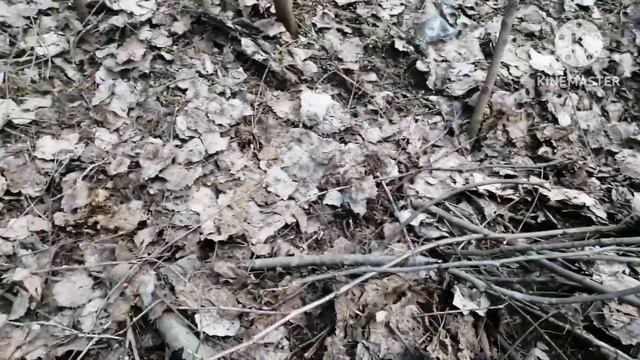 Цветёт алыча - в лес за грибами! смотреть онлайн