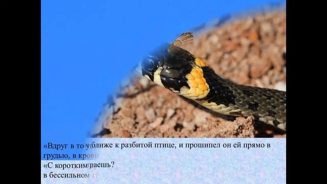 Буктрейлет по рассказу М Горького Песнь о Соколе Королева Екатерина смотреть онлайн
