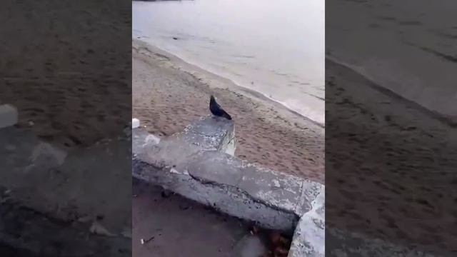 Вода, море, одесса, Монатик- улыбаясь смотреть онлайн