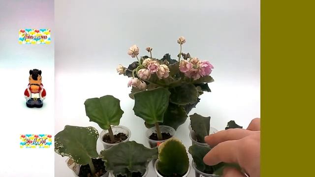 Размножить фиалку листом. Торф и кокос. Эксперимент смотреть онлайн