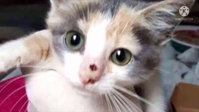 Носик котёнка неожиданно сильно распух, но то что случилось дальше, никто не ждал смотреть онлайн