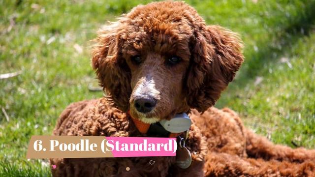 Top 10 Large Dog Breeds That Don't Shed смотреть онлайн