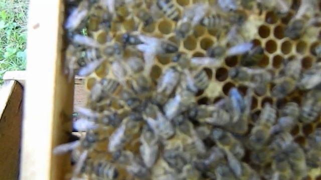 КРИЧИТ МАТКА -- ПРИЧИНА.mp4