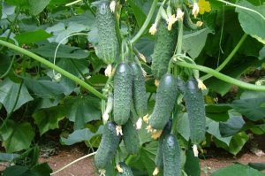 Живительный настой для томатов, огурцов и перца