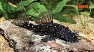 Анциструс Звёздчатый. Содержание в аквариуме, размножение, чем кормить, совместимость