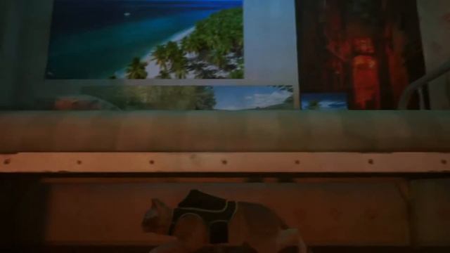 Стрим - Одинокий котик во всём мире - Stray - Прохождение смотреть онлайн