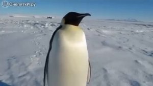 Звуки пингвина.