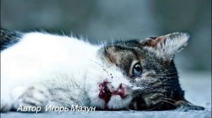 Самый грустный стих про кота (Я ПЛАКАЛ) Уродливый кот