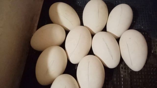 11 градусов в инкубаторе?- не смертельно. Мифы о том,что всё пропало..... смотреть онлайн