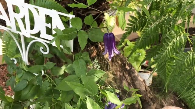 紫铃铛铁线莲 Clematis Rooguchi