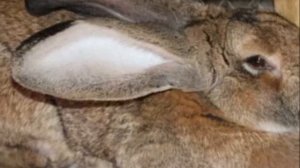 Породистые кролики великаны основные виды