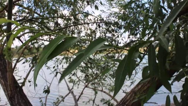 Ветер в листве смотреть онлайн