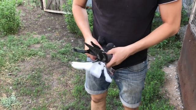 Николаевские голуби Павла Шаталова 2021