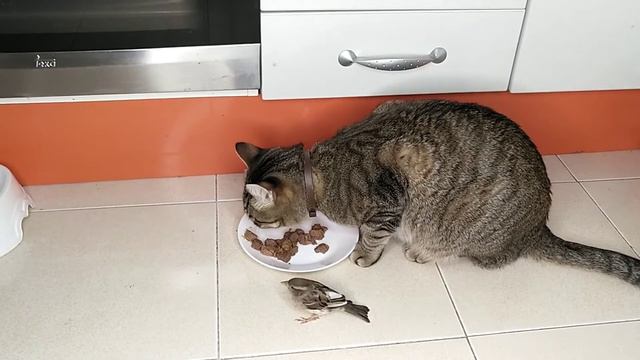 Кот размышляет о бездомных котах смотреть онлайн