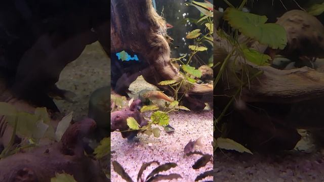 Желтый анциструс ест огурец и всех гоняет смотреть онлайн