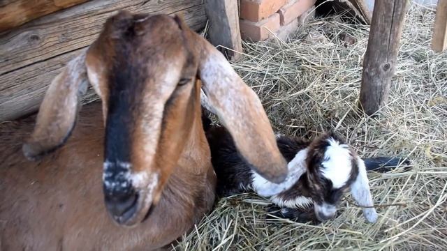 КОЗА ПЕРВЫЙ РАЗ РОДИЛА. КАК ЭТО БЫЛО. ОКОТ КОЗЫ смотреть онлайн