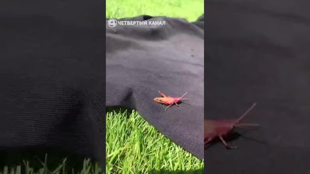 Розовый кузнечик: в Ревде местные жители заметили насекомое с необычным окрасом смотреть онлайн