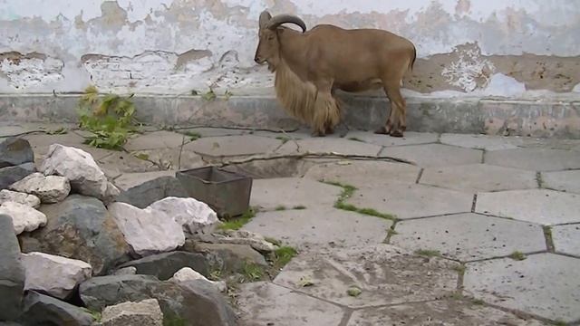 Горный козел. смотреть онлайн