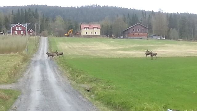 Moose x4 смотреть онлайн