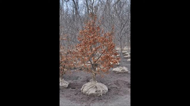 Parrotia Trees For Quakertown Landscapes By Highland Hill Farm смотреть онлайн