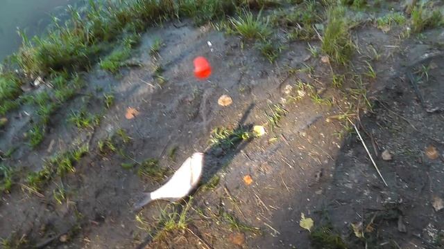 Жена в шоке от закидушек. Рыбалка с Ночёвкой. Рыбалка с семьей. Дочка ловит рыбу на Донки. Оснастка смотреть онлайн