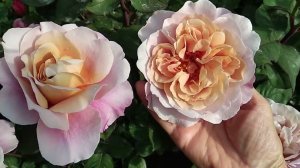 Розы Дистанц Драмс, Мисс Файн и Айс Фо Ю