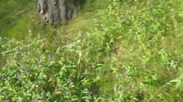 19 07 2019 Баулинский лес в п Октябрьский Люберецкогор на Московской обл Турча болотная смотреть онлайн