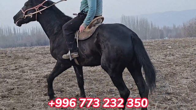 польша аргын ЛИНИЯСЫ БАР ЫКТЫЯРДАН ЧЫКТЫ💥февраля 2024 г. смотреть онлайн