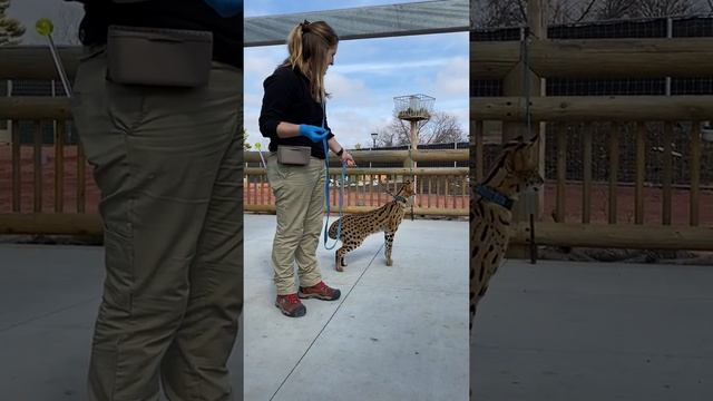 Keeper Corner: African Serval Cat смотреть онлайн
