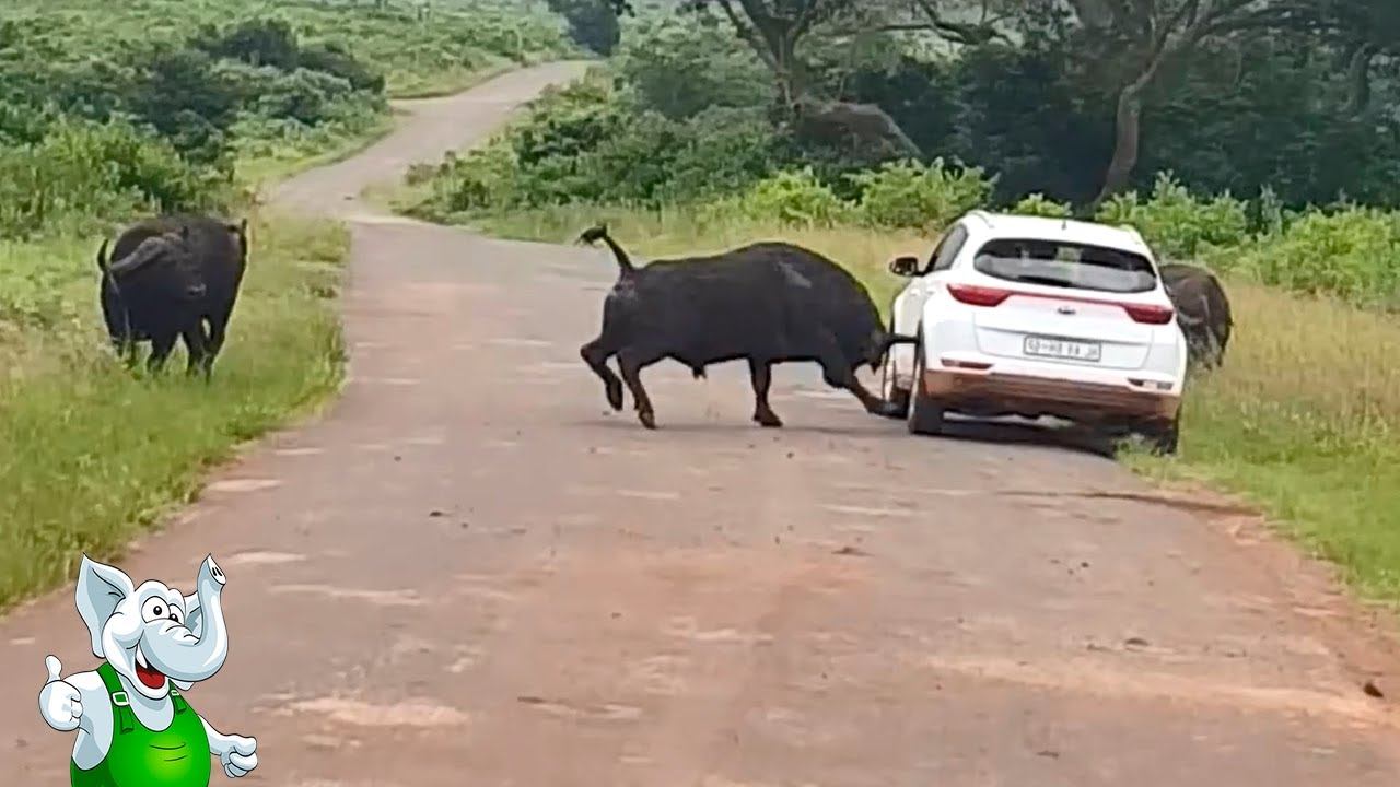 Буйвол В Деле / Буйвол против Слона, Льва, Носорога, Тигра смотреть онлайн