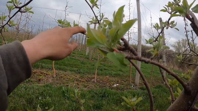 How to Prune an Apple Tree смотреть онлайн