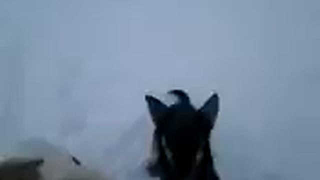 Собаки напали на хозяина смотреть онлайн