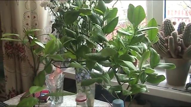Супер подкормка для растений зимой! Чесночные лимоны! //Секреты хороших урожаев. смотреть онлайн