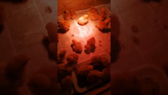 Покупка суточных ломан браун!!! смотреть онлайн