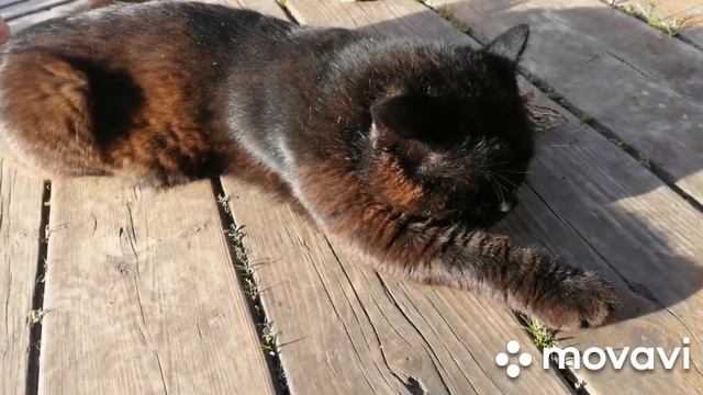 Накормили кота валерьянкой..