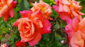 Кое-где уже пошла черная пятнистость...  И почему я выбираю розы Кордес?