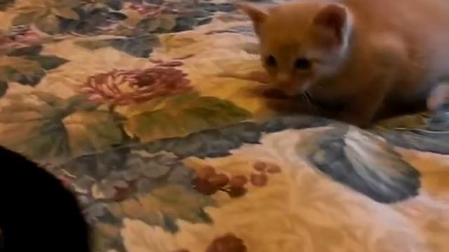 Milo смотреть онлайн