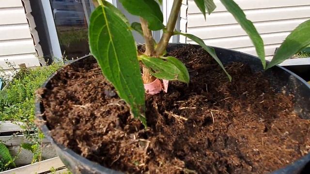 Как за 2 года вырастить из черенка цветущую гортензию. Цветение 14 месячных черенков смотреть онлайн