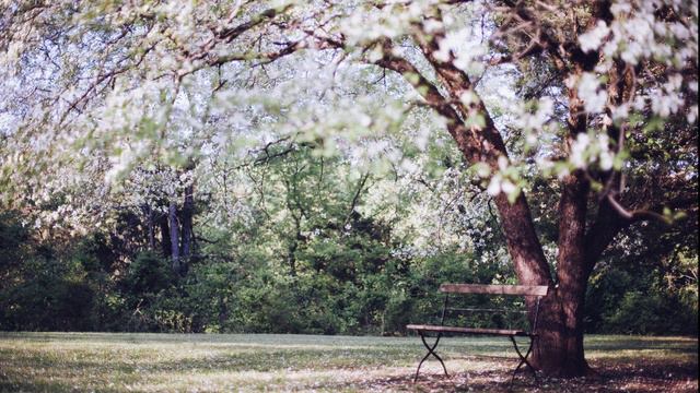 Під деревом зеленим. Томас Гарді / Аудіокнига / Частина ІІ. Весна/ Розділ 6. Ялберійський ліс і ... смотреть онлайн