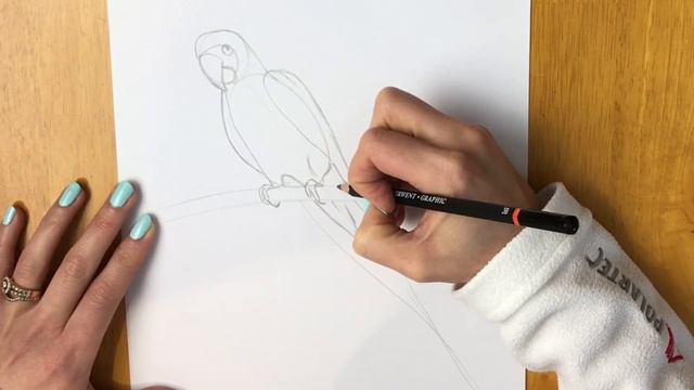 How to Draw a Parrot - Scarlet Macaw смотреть онлайн
