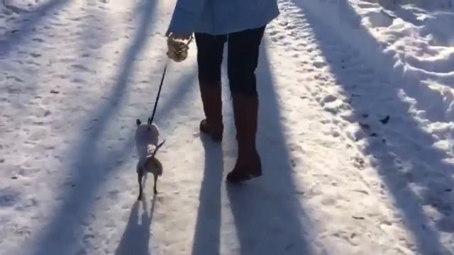 Обаяшка Че (зима и лето) смотреть онлайн