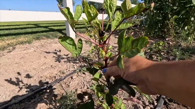 Iseli Plant Load ?? + Veggie Garden Tour & Planting in the Shade Garden! ? // Garden Answer смотреть онлайн