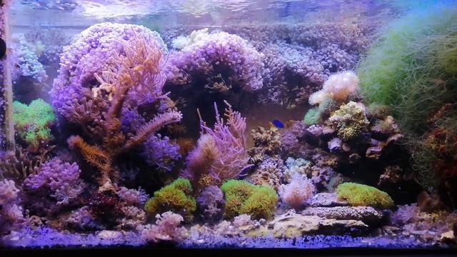 Немного про аквариум и немного не про аквариум смотреть онлайн