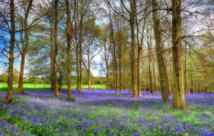 Приход весны. Василий Жуковский.
