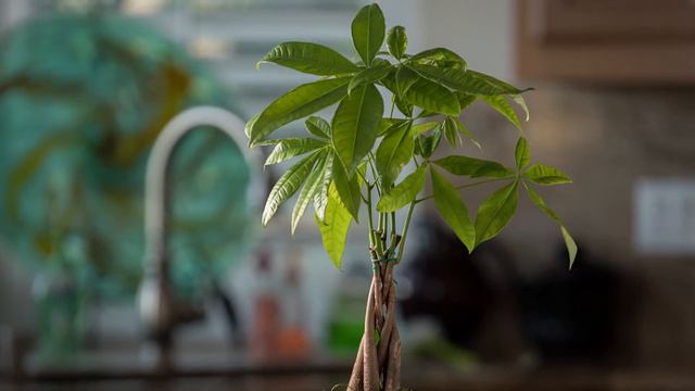 5 Reasons why your MONEY TREE PLANT is dropping leaves смотреть онлайн