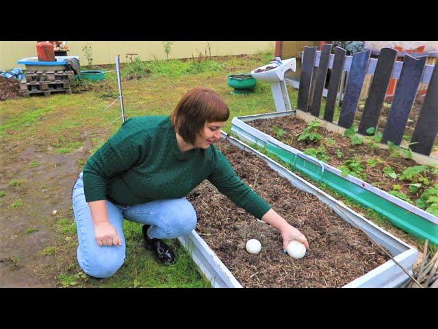Северные шампиньоны в открытом грунте. Секреты выращивания смотреть онлайн
