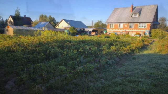 Краткий обзор выращивания картофеля в 2023 году смотреть онлайн