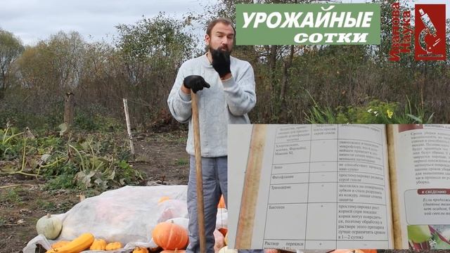 Хитрая посадка чеснока и лука для большого урожая - годится и для поздних сроков! смотреть онлайн