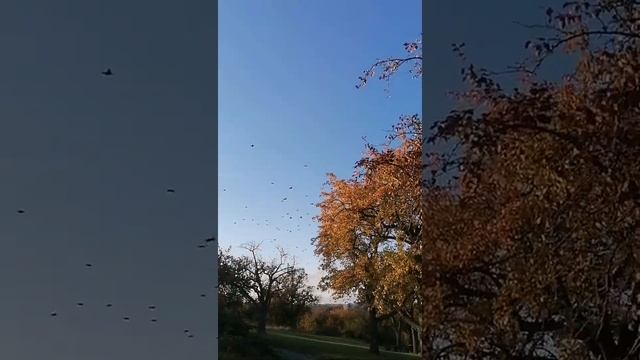 Птицы на юг летят! Встреча в одном месте. смотреть онлайн