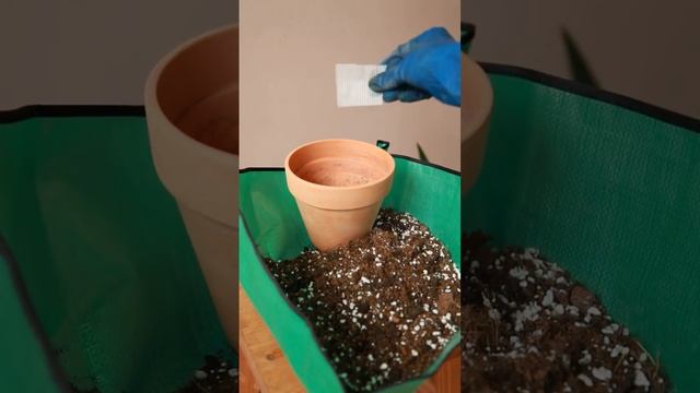 Посадка драцены смотреть онлайн